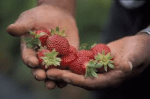 cosechar frutillas