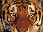tigre
